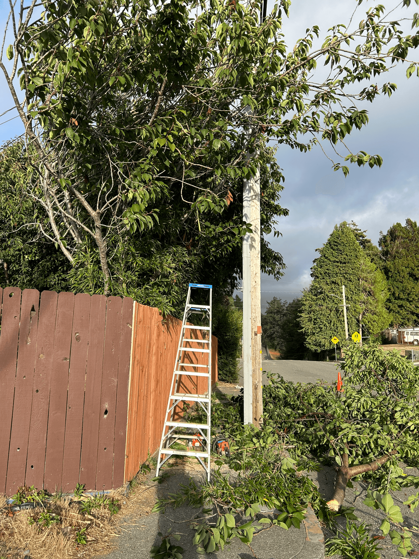 Hedging + Tree Limbing